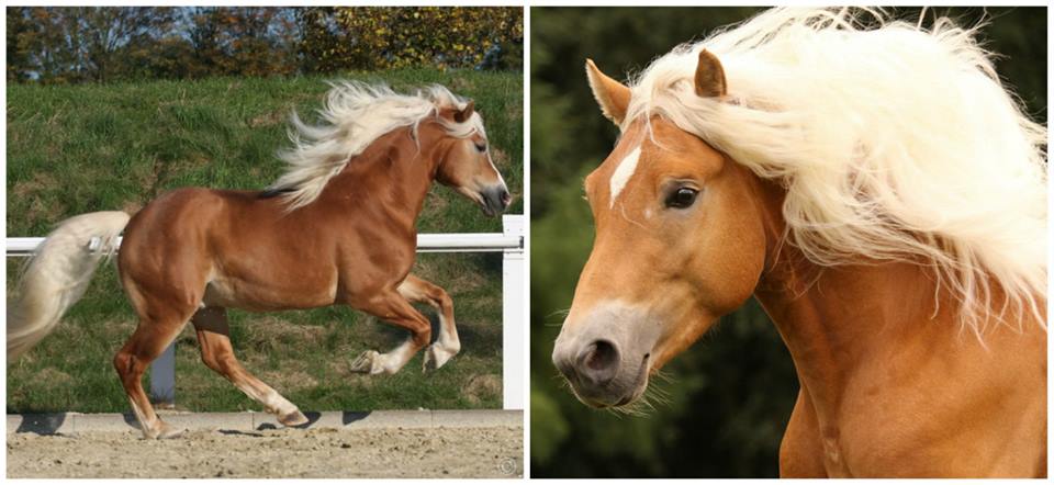 Haflinger Ponies